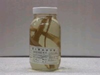 藏品(線尾鴨嘴鰻)的圖片